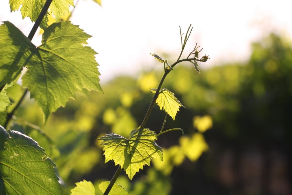 Argyrides Winery Vasa Vineyards