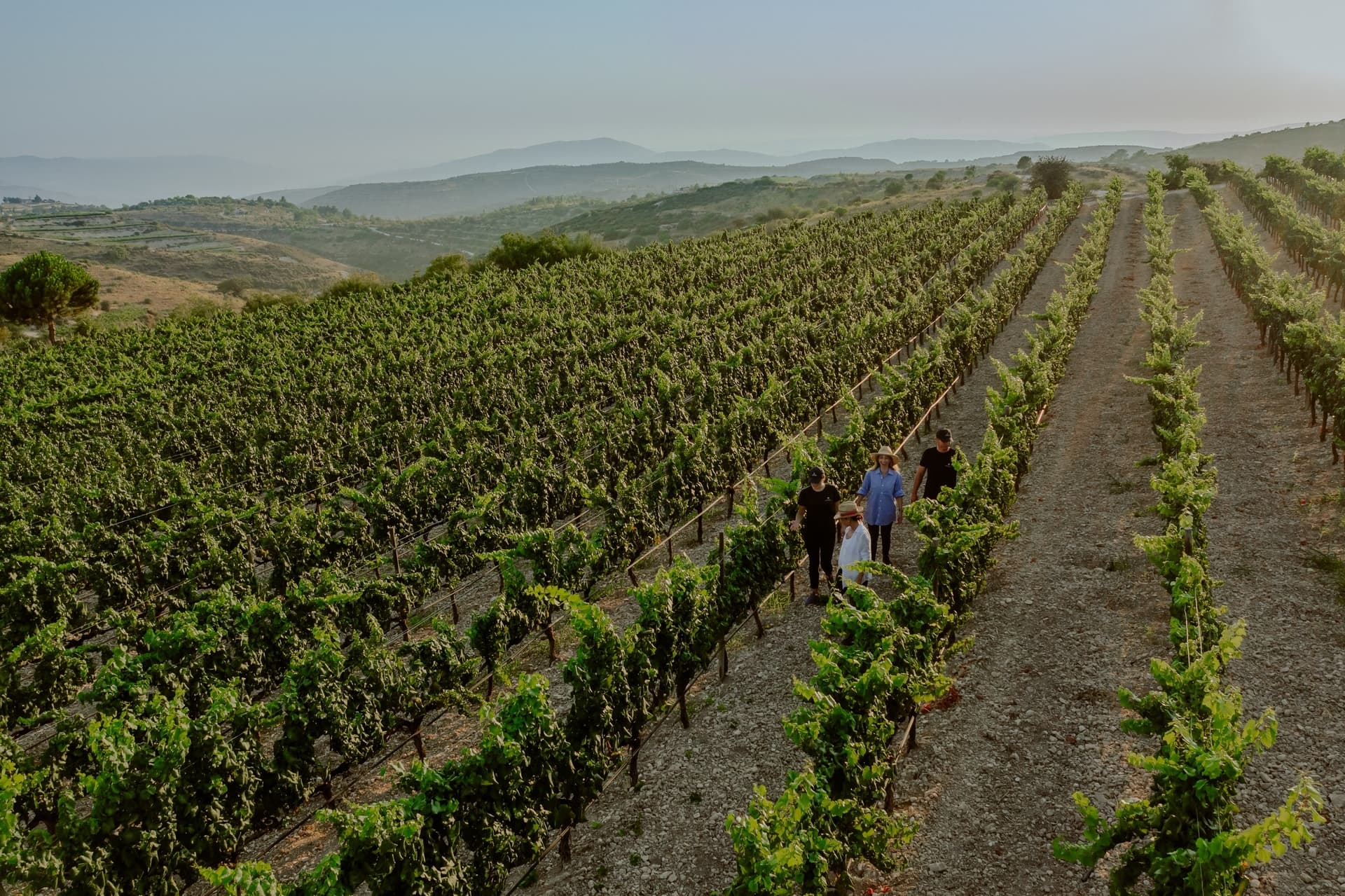 Argyrides Winery The Soul of Limassol's Vineyards & Cyprus Wineries